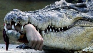 крокодил откусил руку